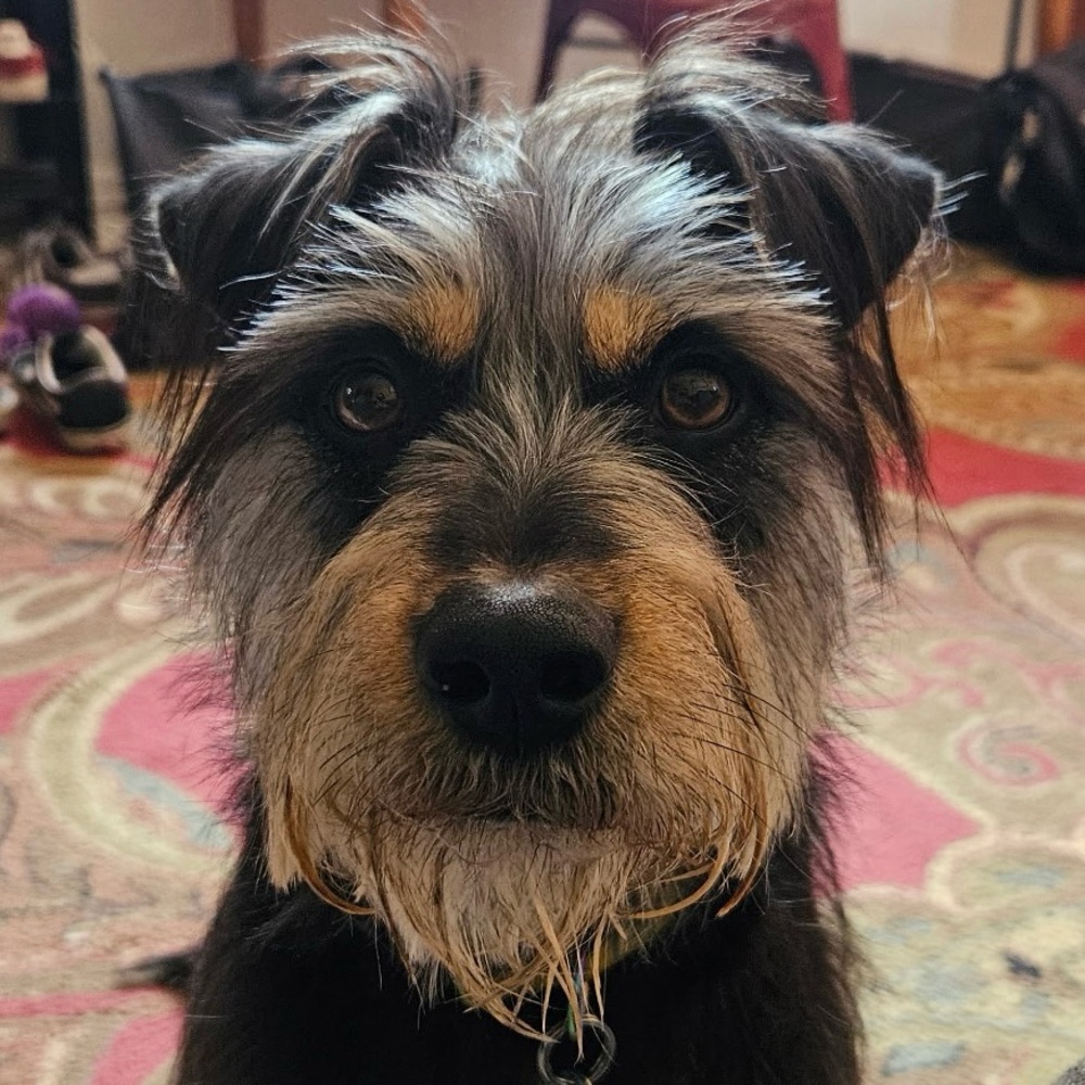 Meet the dog